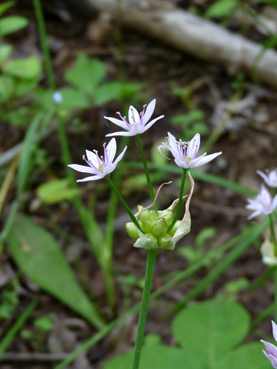 {Allium canadense}